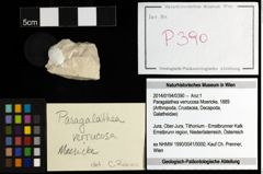 Foto (Objekt + Etiketten) von Paragalathea verrucosa (Moericke, 1889) 